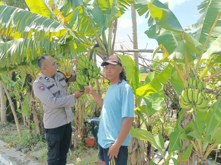 Bhabinkamtibmas Sidokepung Dampingi Warga Budidaya Pisang untuk Ketahanan Pangan